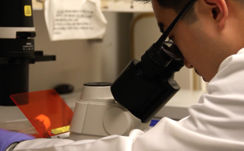 Immunotherapy – hope for cancer patients?